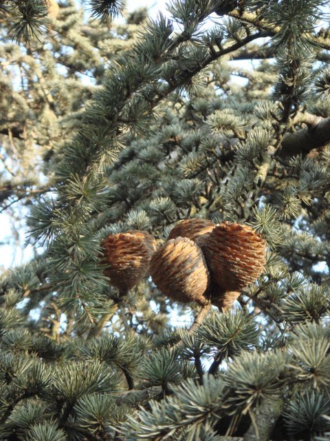 Cedrus libanii subsp.atlantica 'Glauca' cone